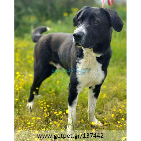 Δίνεται για υιοθεσία - χαρίζεται ημίαιμος σκυλάκος