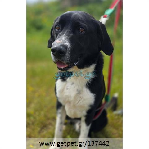 Δίνεται για υιοθεσία - χαρίζεται ημίαιμος σκυλάκος