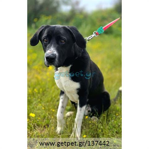Δίνεται για υιοθεσία - χαρίζεται ημίαιμος σκυλάκος