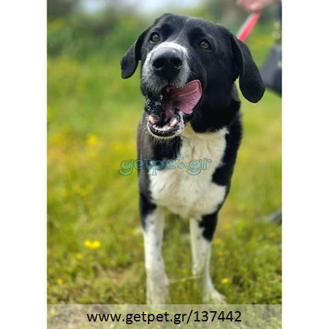 Δίνεται για υιοθεσία - χαρίζεται ημίαιμος σκυλάκος