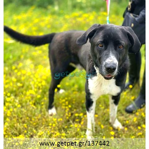 Δίνεται για υιοθεσία - χαρίζεται ημίαιμος σκυλάκος