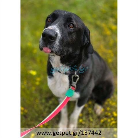 Δίνεται για υιοθεσία - χαρίζεται ημίαιμος σκυλάκος