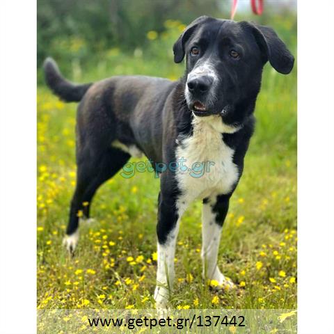 Δίνεται για υιοθεσία - χαρίζεται ημίαιμος σκυλάκος