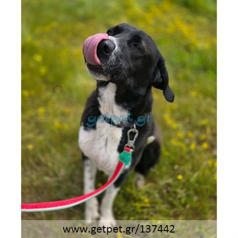 Δίνεται για υιοθεσία - χαρίζεται ημίαιμος σκυλάκος