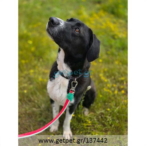 Δίνεται για υιοθεσία - χαρίζεται ημίαιμος σκυλάκος