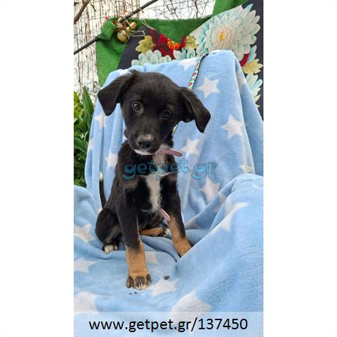 Δίνεται για υιοθεσία - χαρίζεται ημίαιμο κουτάβι