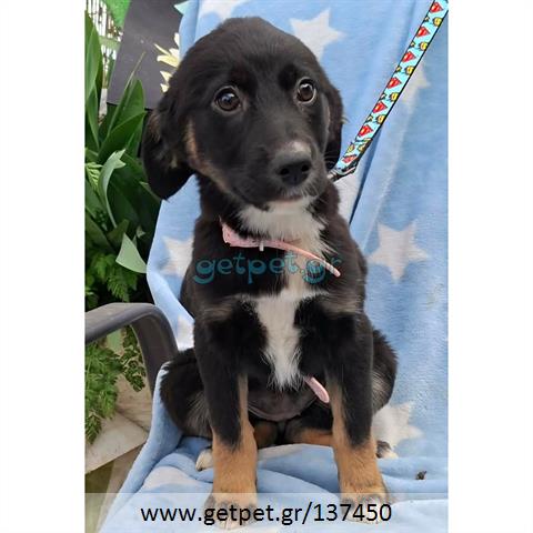 Δίνεται για υιοθεσία - χαρίζεται ημίαιμο κουτάβι