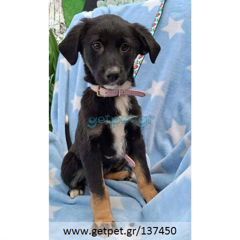 Δίνεται για υιοθεσία - χαρίζεται ημίαιμο κουτάβι