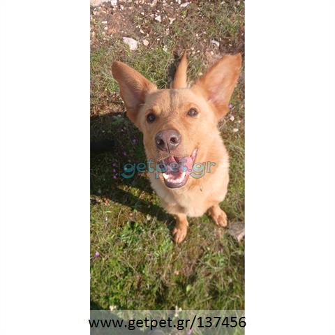 Δίνεται για υιοθεσία - χαρίζεται σκυλάκος German Shepherd - Γερμανικός Ποιμενικός - Λυκόσκυλο