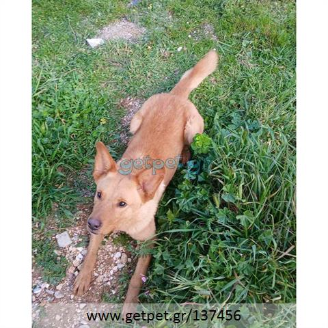 Δίνεται για υιοθεσία - χαρίζεται σκυλάκος German Shepherd - Γερμανικός Ποιμενικός - Λυκόσκυλο