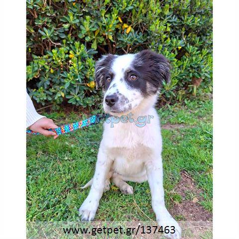 Δίνεται για υιοθεσία - χαρίζεται ημίαιμο κουτάβι Border Collie - Μπόρντερ Κόλεϋ