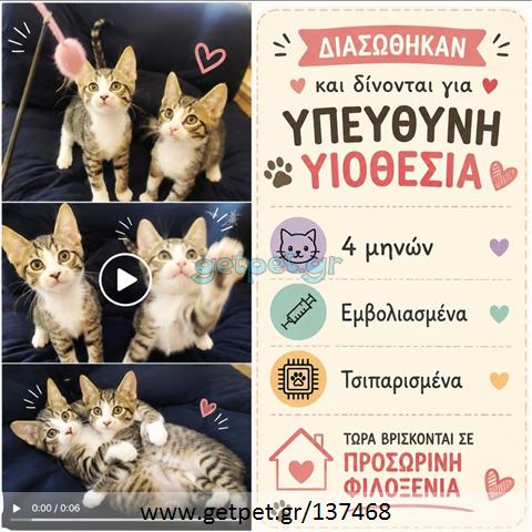 Δίνεται για υιοθεσία - χαρίζεται γατάκι Aegean Cat - Γάτα Αιγαίου