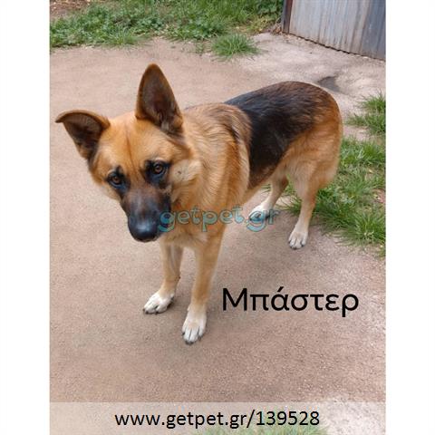 Δίνεται για υιοθεσία - χαρίζεται σκυλάκος German Shepherd - Γερμανικός Ποιμενικός - Λυκόσκυλο