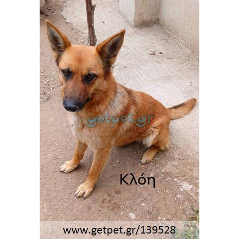 Δίνεται για υιοθεσία - χαρίζεται σκυλάκος German Shepherd - Γερμανικός Ποιμενικός - Λυκόσκυλο
