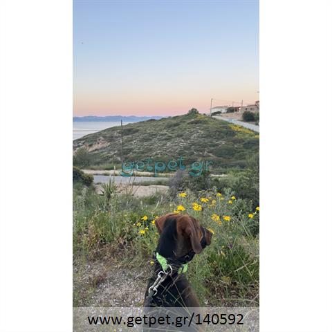 Δίνεται για υιοθεσία - χαρίζεται σκυλίτσα Greek Harehound - Ελληνικός Ιχνηλάτης