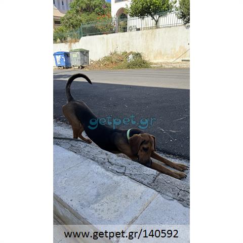 Δίνεται για υιοθεσία - χαρίζεται σκυλίτσα Greek Harehound - Ελληνικός Ιχνηλάτης