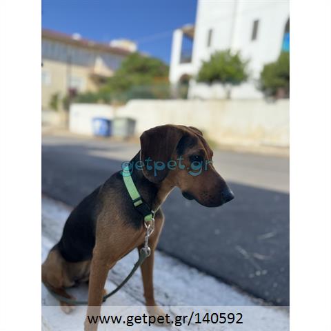 Δίνεται για υιοθεσία - χαρίζεται σκυλίτσα Greek Harehound - Ελληνικός Ιχνηλάτης