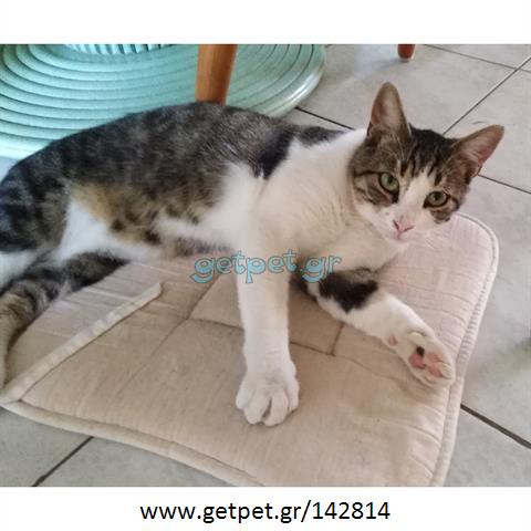 Δίνεται για υιοθεσία - χαρίζεται γάτος Aegean Cat - Γάτα Αιγαίου