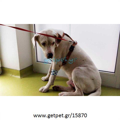 Δίνεται για υιοθεσία - χαρίζεται σκυλάκος Dogo Argentino - Ντόγκο Αρτζεντίνο