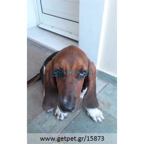 Δίνεται για υιοθεσία - χαρίζεται σκυλίτσα Basset Hound - Μπασέ Χάουντ