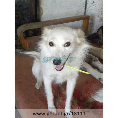 Δίνεται για υιοθεσία - χαρίζεται ημίαιμη σκυλίτσα Pomeranian - Πομεράνιαν