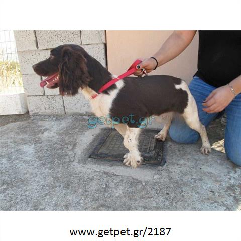Δίνεται για υιοθεσία - χαρίζεται σκυλίτσα English Springer Spaniel - Σπρίνγκερ Σπάνιελ