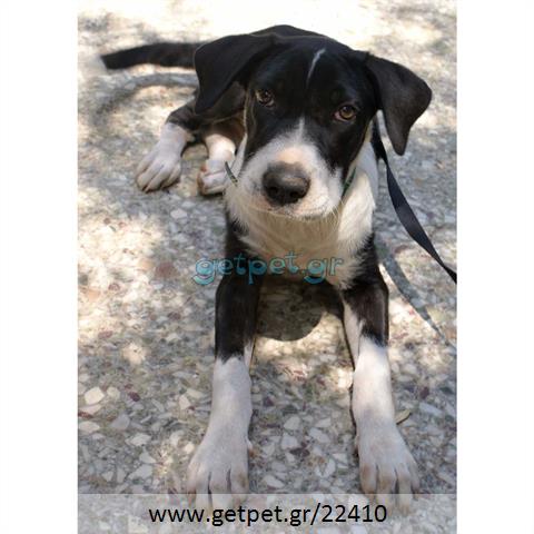 Δίνεται για υιοθεσία - χαρίζεται ημίαιμη σκυλίτσα Bull Terrier - Μπουλ Τερριέ