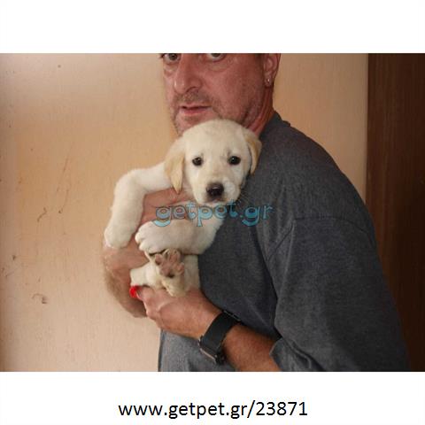 Δίνεται για υιοθεσία - χαρίζεται σκυλάκος Labrador Retriever - Λαμπραντόρ Ριτρίβερ