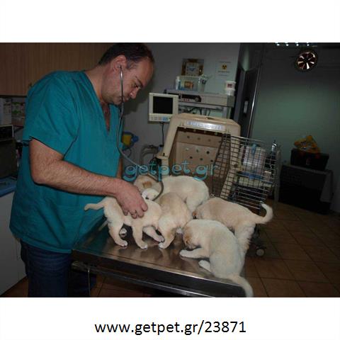 Δίνεται για υιοθεσία - χαρίζεται σκυλάκος Labrador Retriever - Λαμπραντόρ Ριτρίβερ