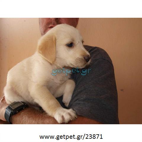 Δίνεται για υιοθεσία - χαρίζεται σκυλάκος Labrador Retriever - Λαμπραντόρ Ριτρίβερ