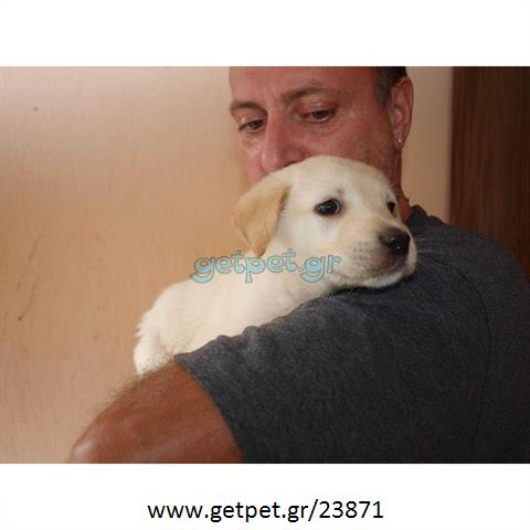 Δίνεται για υιοθεσία - χαρίζεται σκυλάκος Labrador Retriever - Λαμπραντόρ Ριτρίβερ