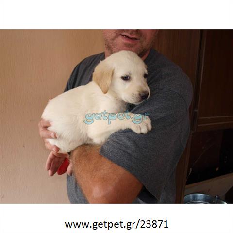 Δίνεται για υιοθεσία - χαρίζεται σκυλάκος Labrador Retriever - Λαμπραντόρ Ριτρίβερ