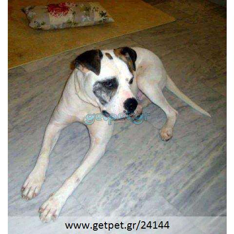 Δίνεται για υιοθεσία - χαρίζεται σκυλίτσα American Bulldog - Μπουλ Ντογκ