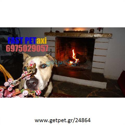 Pet Taxi Μαρούσι Αττικής