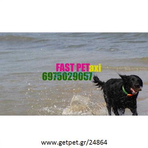 Pet Taxi Μαρούσι Αττικής