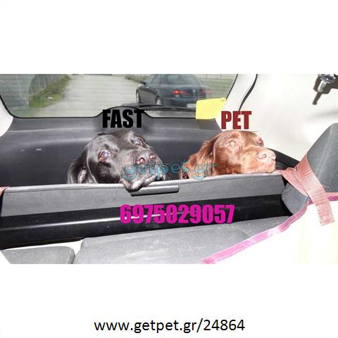 Pet Taxi Μαρούσι Αττικής