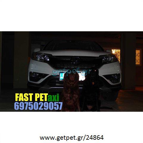 Pet Taxi Μαρούσι Αττικής