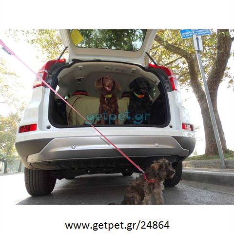 Pet Taxi Μαρούσι Αττικής