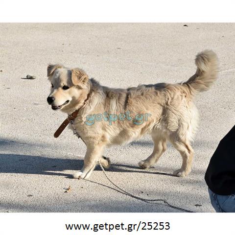 Δίνεται για υιοθεσία - χαρίζεται ημίαιμος σκυλάκος Samoyed - Σαμογιέντ