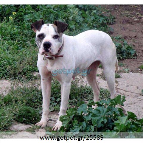 Δίνεται για υιοθεσία - χαρίζεται σκυλίτσα American Bulldog - Μπουλ Ντογκ