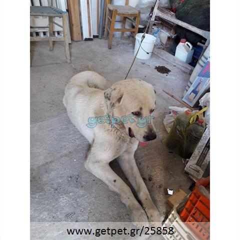 Δίνεται για υιοθεσία - χαρίζεται σκυλάκος Central Asian Shepherd - Ποιμενικός Κεντρ. Ασίας