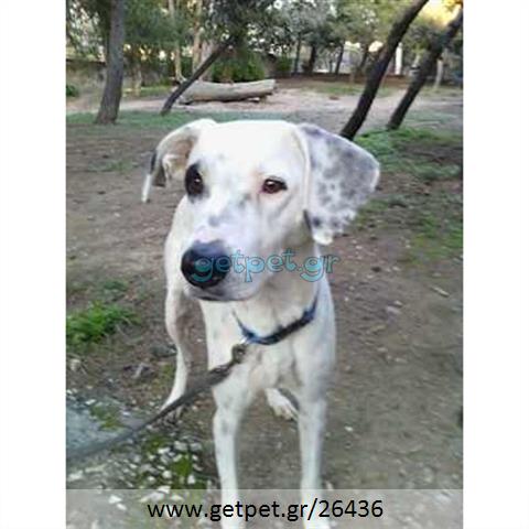 Δίνεται για υιοθεσία - χαρίζεται ημίαιμη σκυλίτσα Dalmatian -Δαλματίας