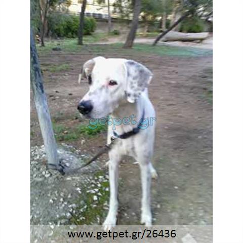 Δίνεται για υιοθεσία - χαρίζεται ημίαιμη σκυλίτσα Dalmatian -Δαλματίας
