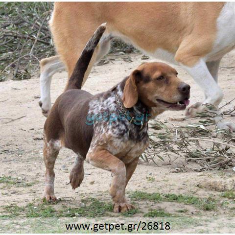 Δίνεται για υιοθεσία - χαρίζεται ημίαιμη σκυλίτσα Balkan - Mπάλκαν