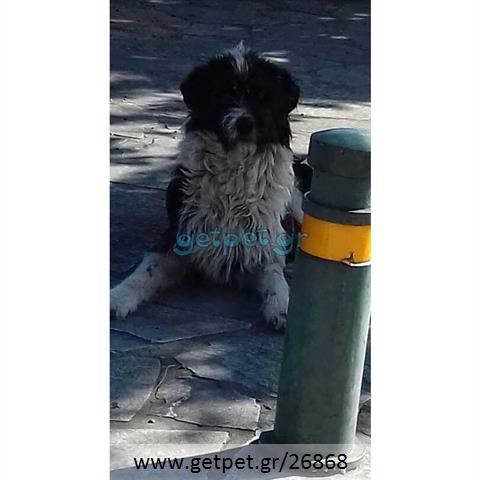 Δίνεται για υιοθεσία - χαρίζεται σκυλάκος English Sheepdog - Αγγλικός Ποιμενικός
