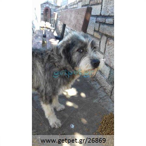 Δίνεται για υιοθεσία - χαρίζεται σκυλίτσα English Sheepdog - Αγγλικός Ποιμενικός