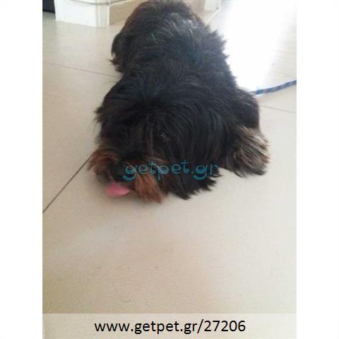 Δίνεται για υιοθεσία - χαρίζεται ημίαιμη σκυλίτσα Lhasa Apso - Λάσα Άπσο