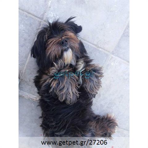 Δίνεται για υιοθεσία - χαρίζεται ημίαιμη σκυλίτσα Lhasa Apso - Λάσα Άπσο