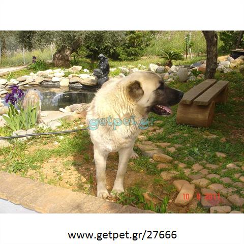 Δίνεται για υιοθεσία - χαρίζεται σκυλίτσα Central Asian Shepherd - Ποιμενικός Κεντρ. Ασίας