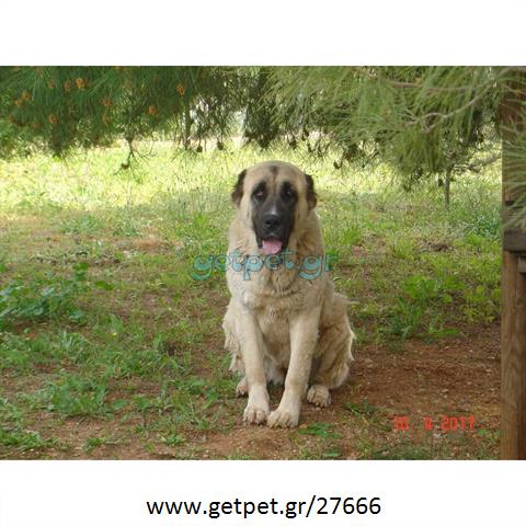 Δίνεται για υιοθεσία - χαρίζεται σκυλίτσα Central Asian Shepherd - Ποιμενικός Κεντρ. Ασίας